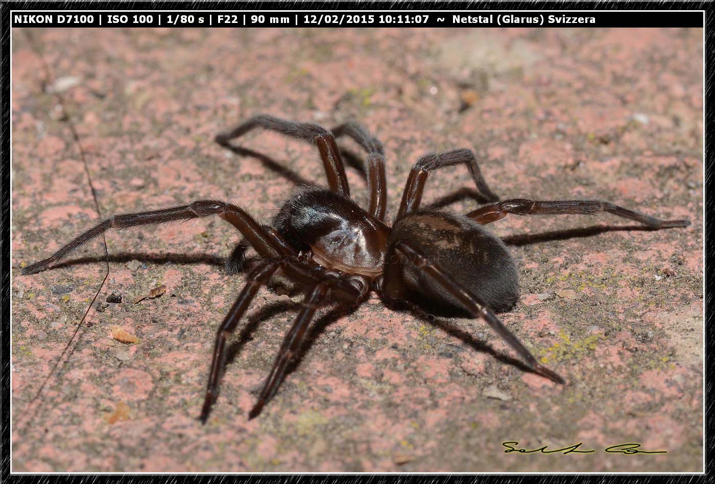 Amaurobius ferox - Netstal (Glarus), Svizzera